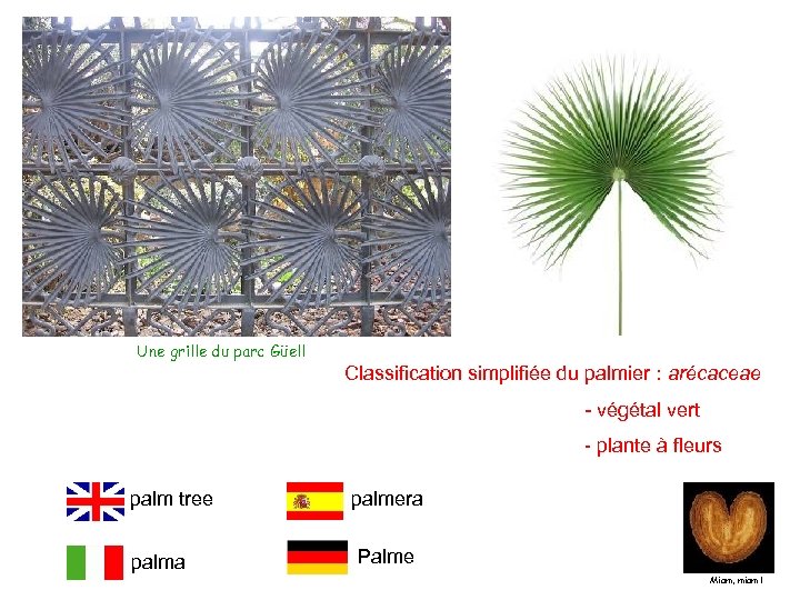 Une grille du parc Güell Classification simplifiée du palmier : arécaceae - végétal vert