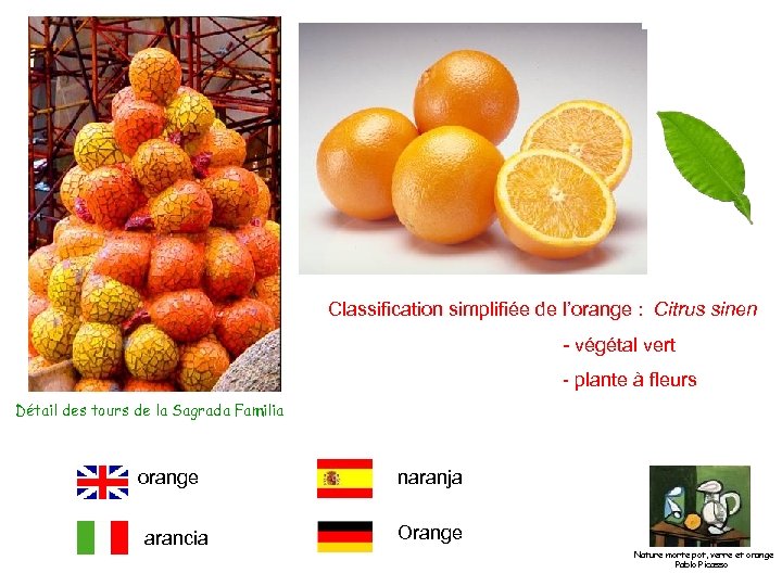 Classification simplifiée de l’orange : Citrus sinen - végétal vert - plante à fleurs