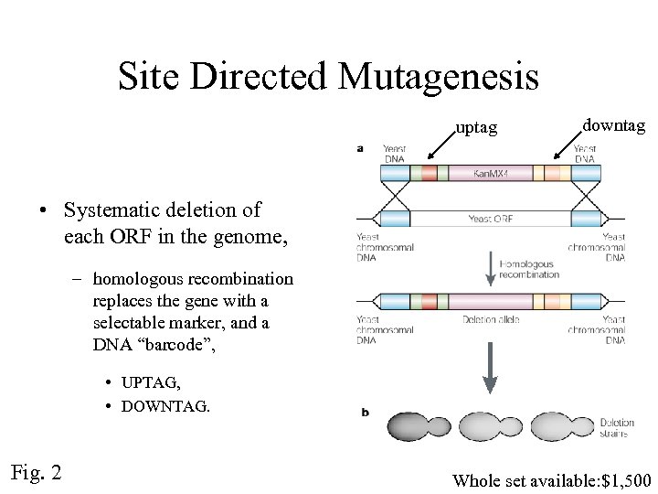 Site Directed Mutagenesis uptag downtag • Systematic deletion of each ORF in the genome,