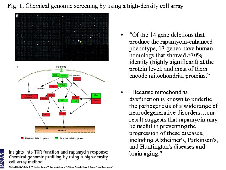 Fig. 1. Chemical genomic screening by using a high-density cell array • “Of the