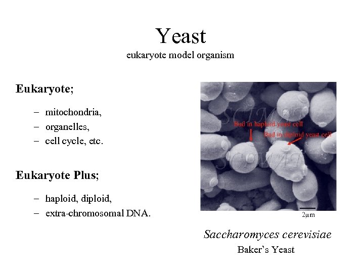 Yeast eukaryote model organism Eukaryote; – mitochondria, – organelles, – cell cycle, etc. Eukaryote
