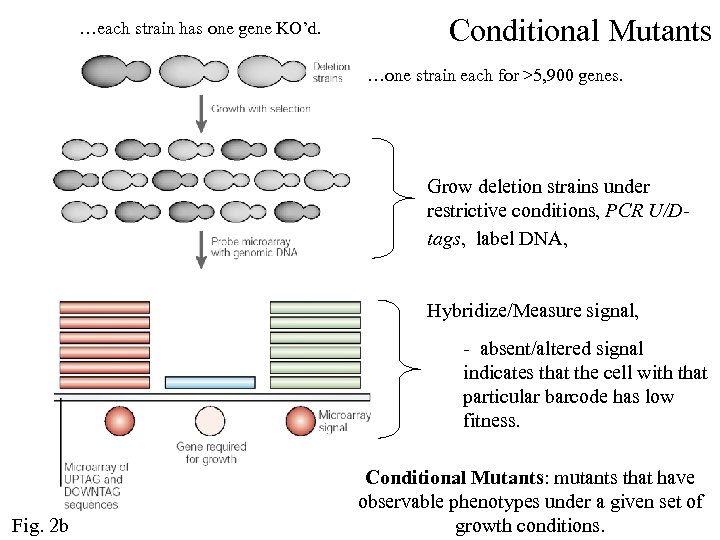 …each strain has one gene KO’d. Conditional Mutants …one strain each for >5, 900