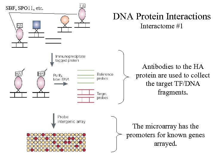 SBF, SPO 11, etc. DNA Protein Interactions Interactome #1 Antibodies to the HA protein