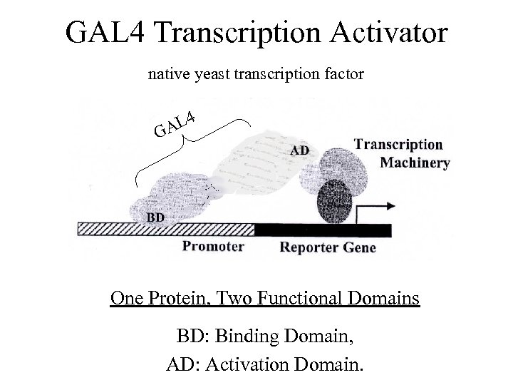 GAL 4 Transcription Activator native yeast transcription factor 4 L GA One Protein, Two