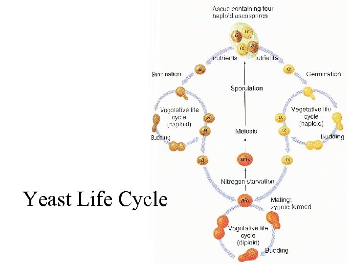 Yeast Life Cycle 