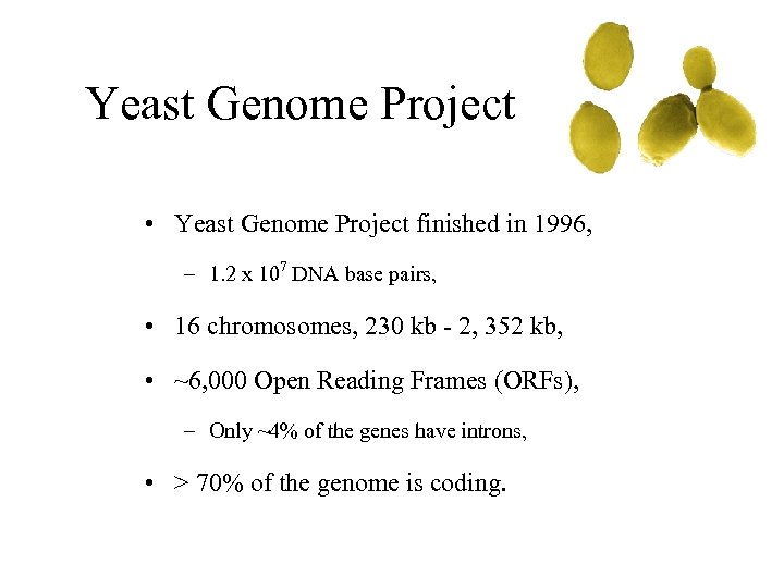Yeast Genome Project • Yeast Genome Project finished in 1996, – 1. 2 x