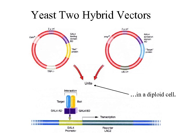 Yeast Two Hybrid Vectors …in a diploid cell. 