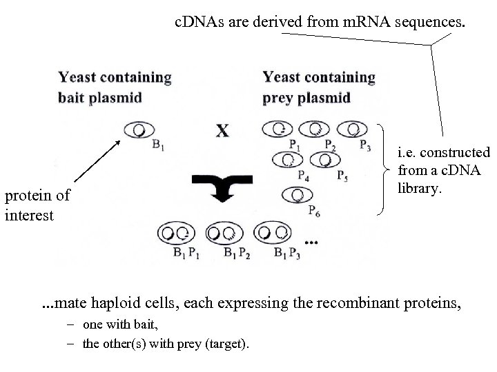 c. DNAs are derived from m. RNA sequences. protein of interest i. e. constructed