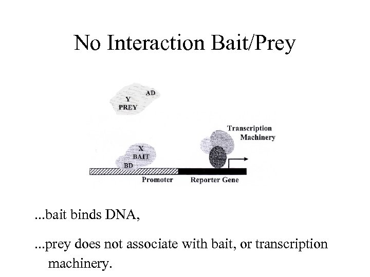 No Interaction Bait/Prey . . . bait binds DNA, . . . prey does