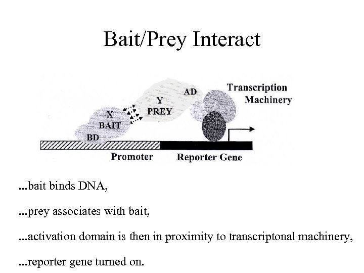Bait/Prey Interact . . . bait binds DNA, . . . prey associates with
