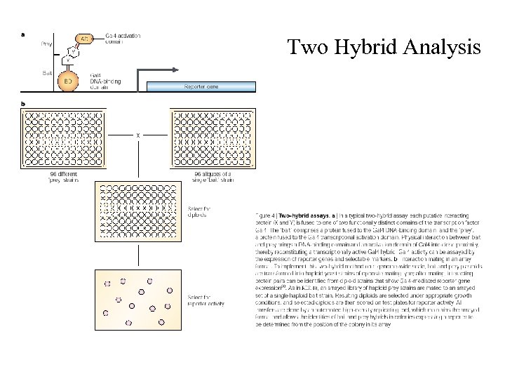 Two Hybrid Analysis 