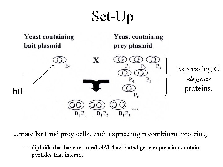 Set-Up htt Expressing C. elegans proteins. . mate bait and prey cells, each expressing