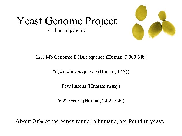 Yeast Genome Project vs. human genome 12. 1 Mb Genomic DNA sequence (Human, 3,