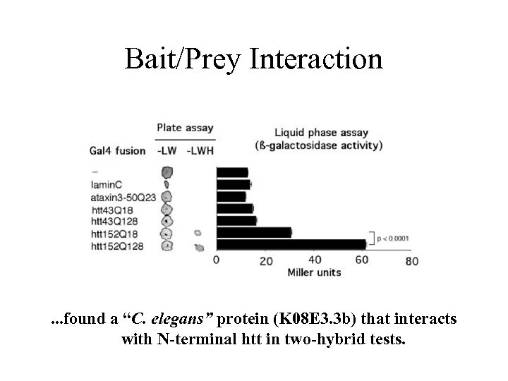 Bait/Prey Interaction . . . found a “C. elegans” protein (K 08 E 3.