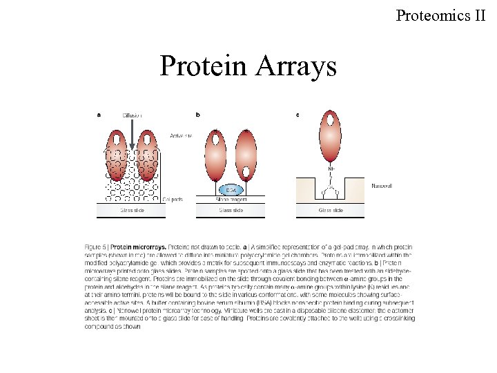 Proteomics II Protein Arrays 