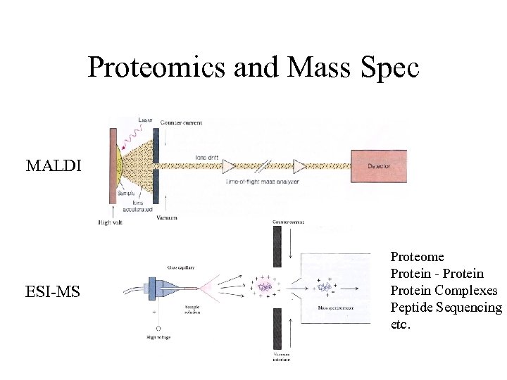 Proteomics and Mass Spec MALDI ESI-MS Proteome Protein - Protein Complexes Peptide Sequencing etc.