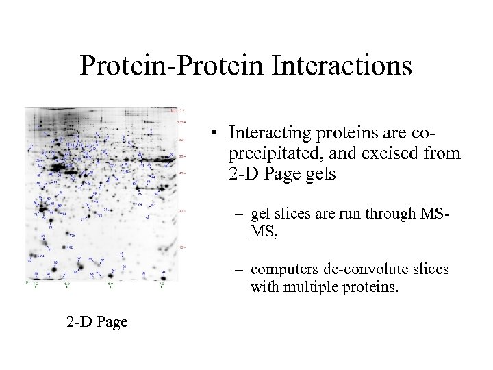 Protein-Protein Interactions • Interacting proteins are coprecipitated, and excised from 2 -D Page gels