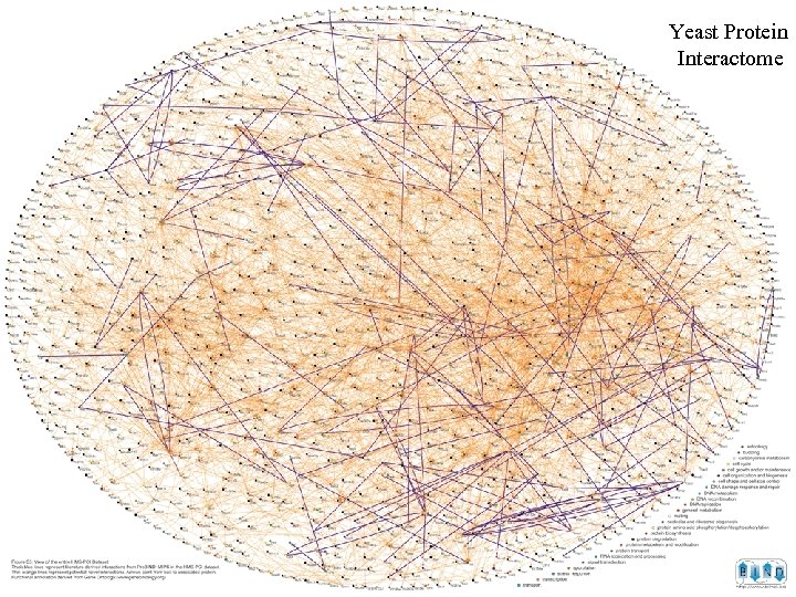 Yeast Protein Interactome 
