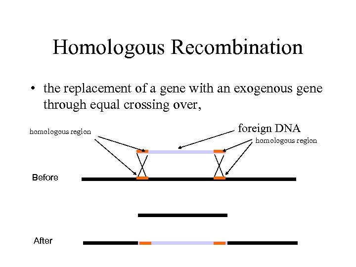Homologous Recombination • the replacement of a gene with an exogenous gene through equal