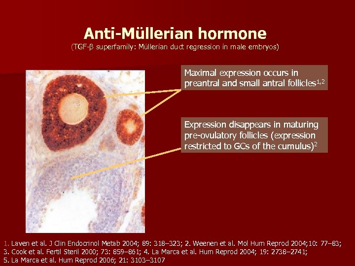 Anti-Müllerian hormone (TGF-β superfamily: Müllerian duct regression in male embryos) Maximal expression occurs in