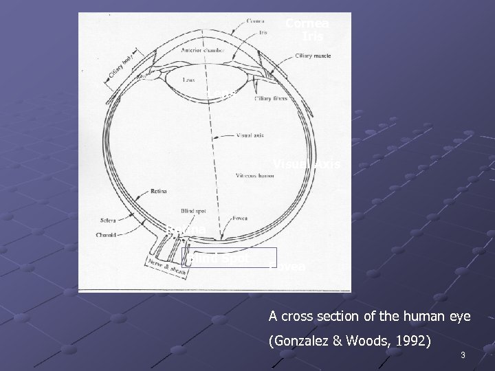 Cornea Iris Lens Visual Axis Retina Blind Spot Fovea A cross section of the