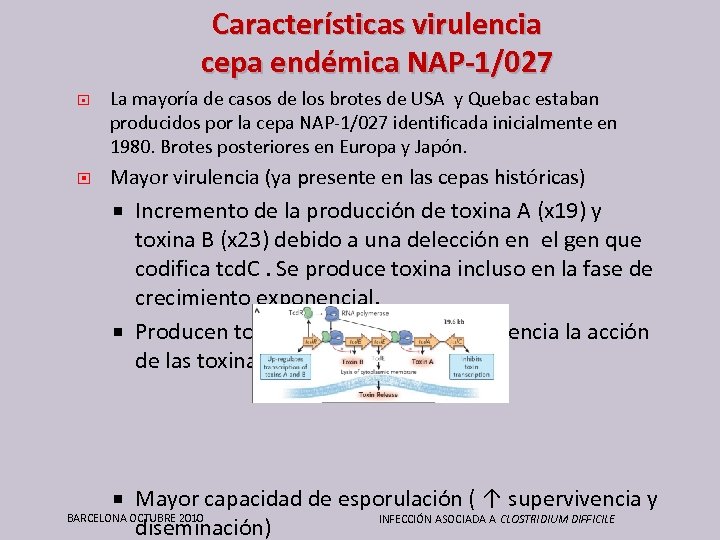 Características virulencia cepa endémica NAP-1/027 La mayoría de casos de los brotes de USA