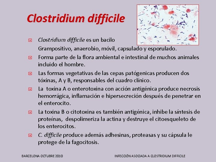 Clostridium difficile Clostridium difficile es un bacilo Grampositivo, anaerobio, móvil, capsulado y esporulado. Forma