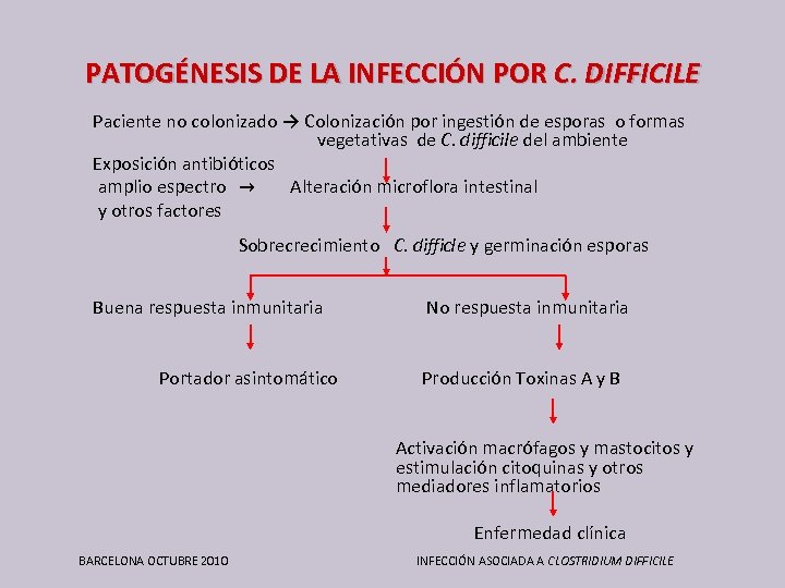 PATOGÉNESIS DE LA INFECCIÓN POR C. DIFFICILE Paciente no colonizado → Colonización por ingestión