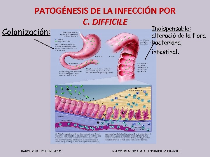 PATOGÉNESIS DE LA INFECCIÓN POR C. DIFFICILE Colonización: Indispensable: alteració de la flora bacteriana