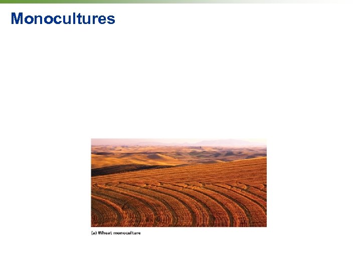 Monocultures 
