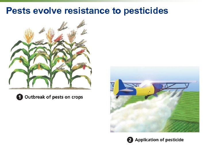 Pests evolve resistance to pesticides 