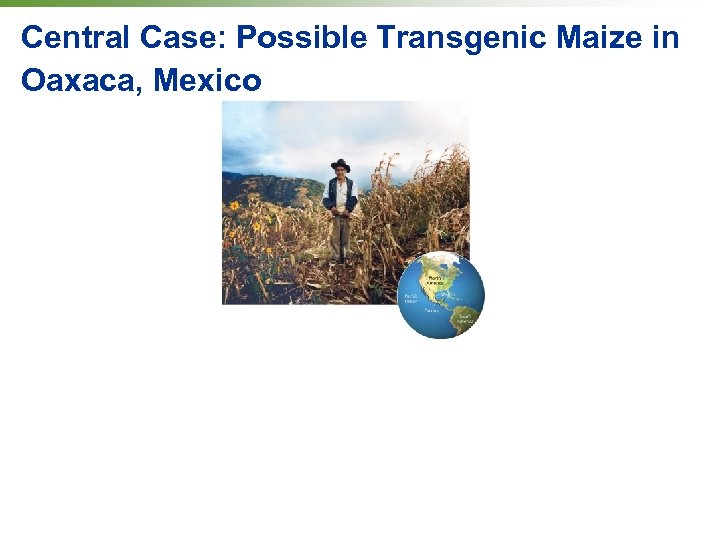 Central Case: Possible Transgenic Maize in Oaxaca, Mexico 