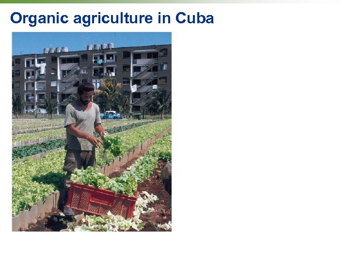 Organic agriculture in Cuba 