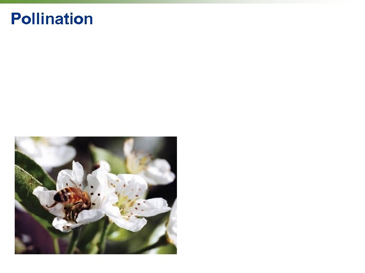 Pollination 
