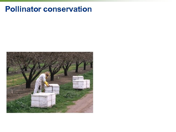 Pollinator conservation 
