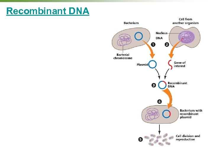 Recombinant DNA 