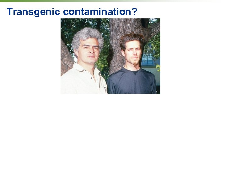 Transgenic contamination? 
