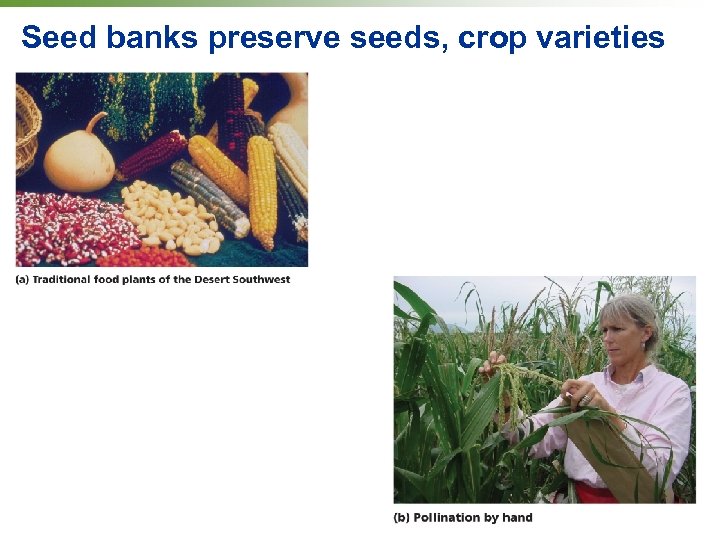 Seed banks preserve seeds, crop varieties 