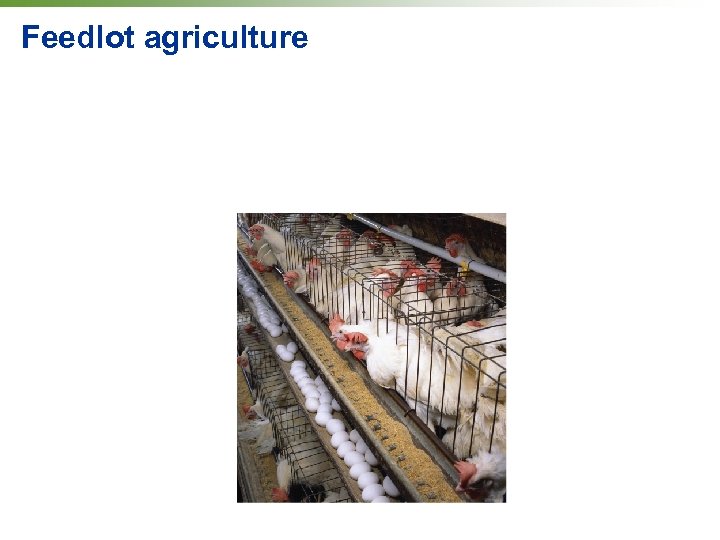 Feedlot agriculture 