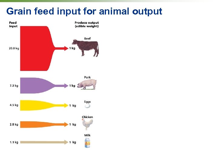 Grain feed input for animal output 
