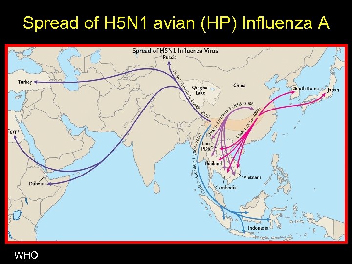 Spread of H 5 N 1 avian (HP) Influenza A WHO 