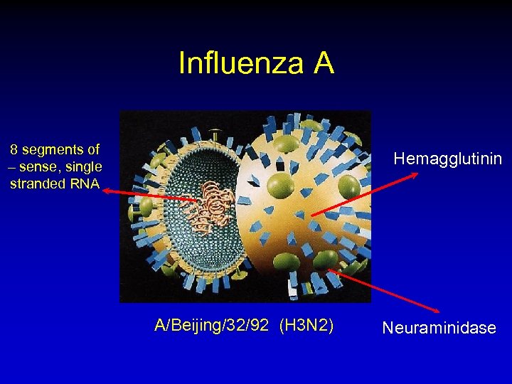 Influenza A 8 segments of – sense, single stranded RNA Hemagglutinin A/Beijing/32/92 (H 3