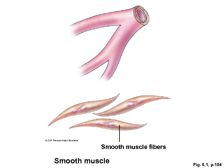 Smooth muscle fibers Smooth muscle Fig. 6. 1, p. 104 