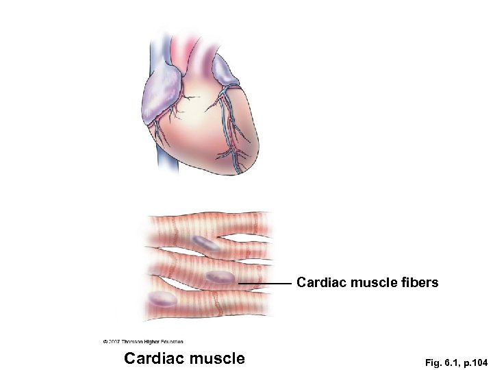 Cardiac muscle fibers Cardiac muscle Fig. 6. 1, p. 104 