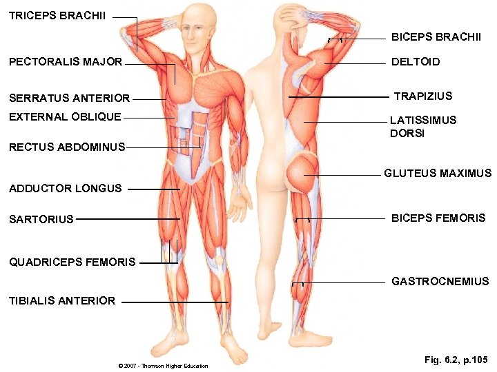 TRICEPS BRACHII BICEPS BRACHII PECTORALIS MAJOR DELTOID SERRATUS ANTERIOR TRAPIZIUS EXTERNAL OBLIQUE LATISSIMUS DORSI