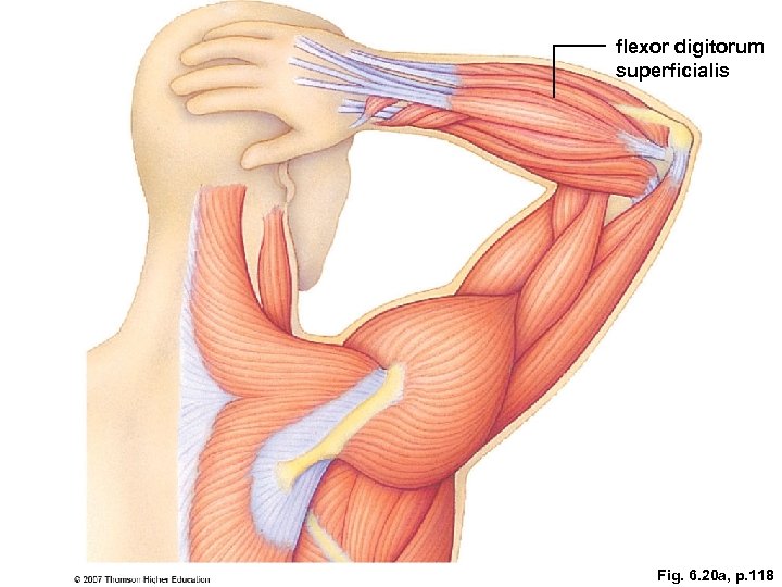 flexor digitorum superficialis Fig. 6. 20 a, p. 118 