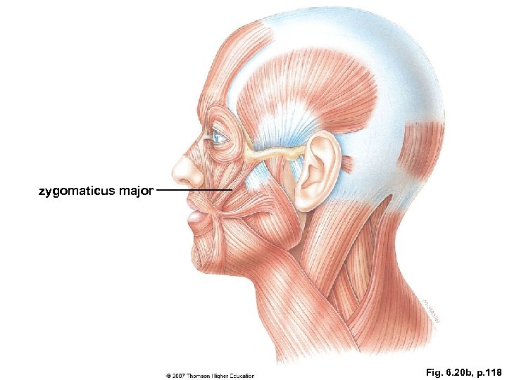 zygomaticus major Fig. 6. 20 b, p. 118 