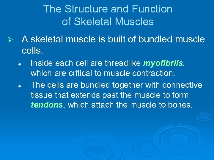 The Structure and Function of Skeletal Muscles A skeletal muscle is built of bundled