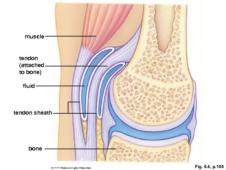 muscle tendon (attached to bone) fluid tendon sheath bone Fig. 6. 4, p. 106