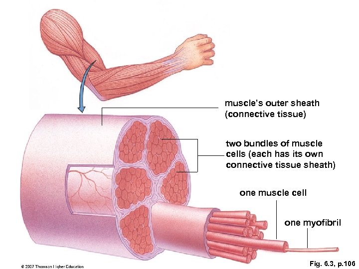 muscle’s outer sheath (connective tissue) two bundles of muscle cells (each has its own